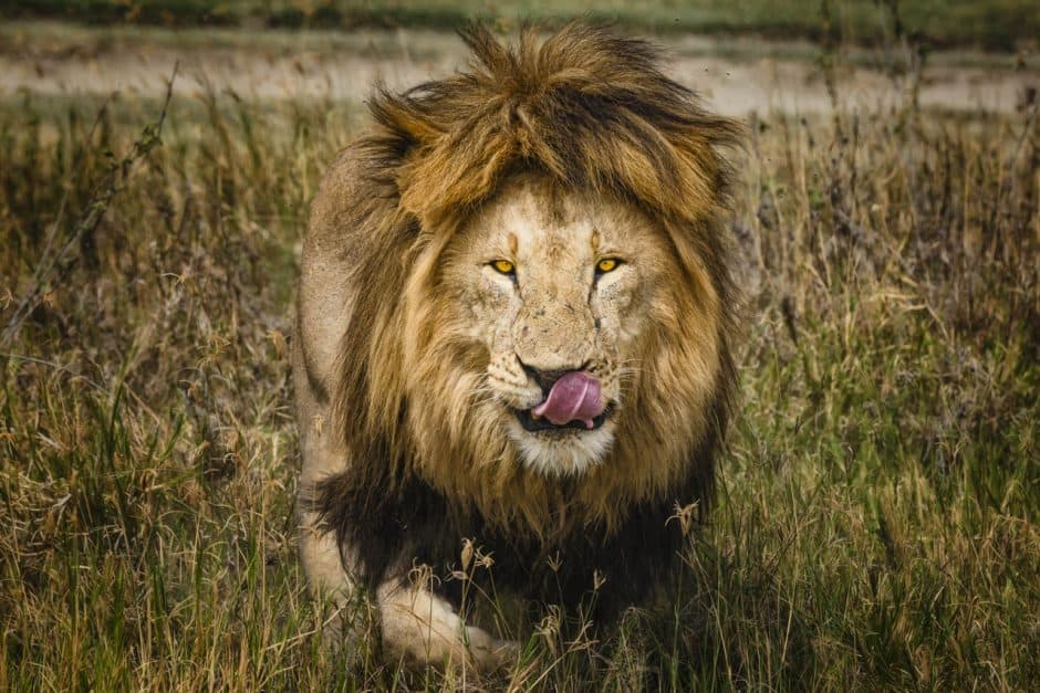 african-wildlife-safari-photos-male-lion