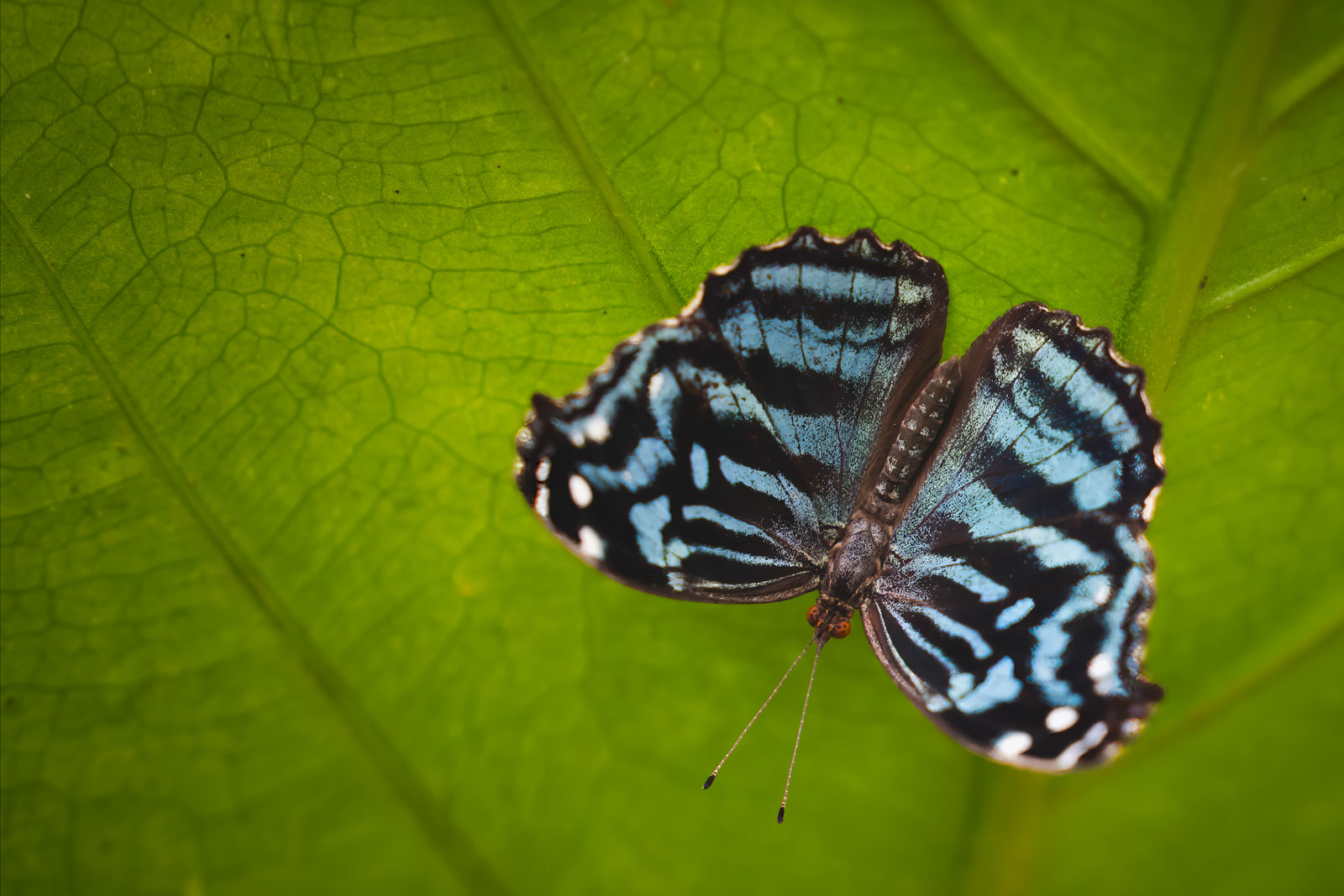 Butterfly farm in San Ignacio Belize