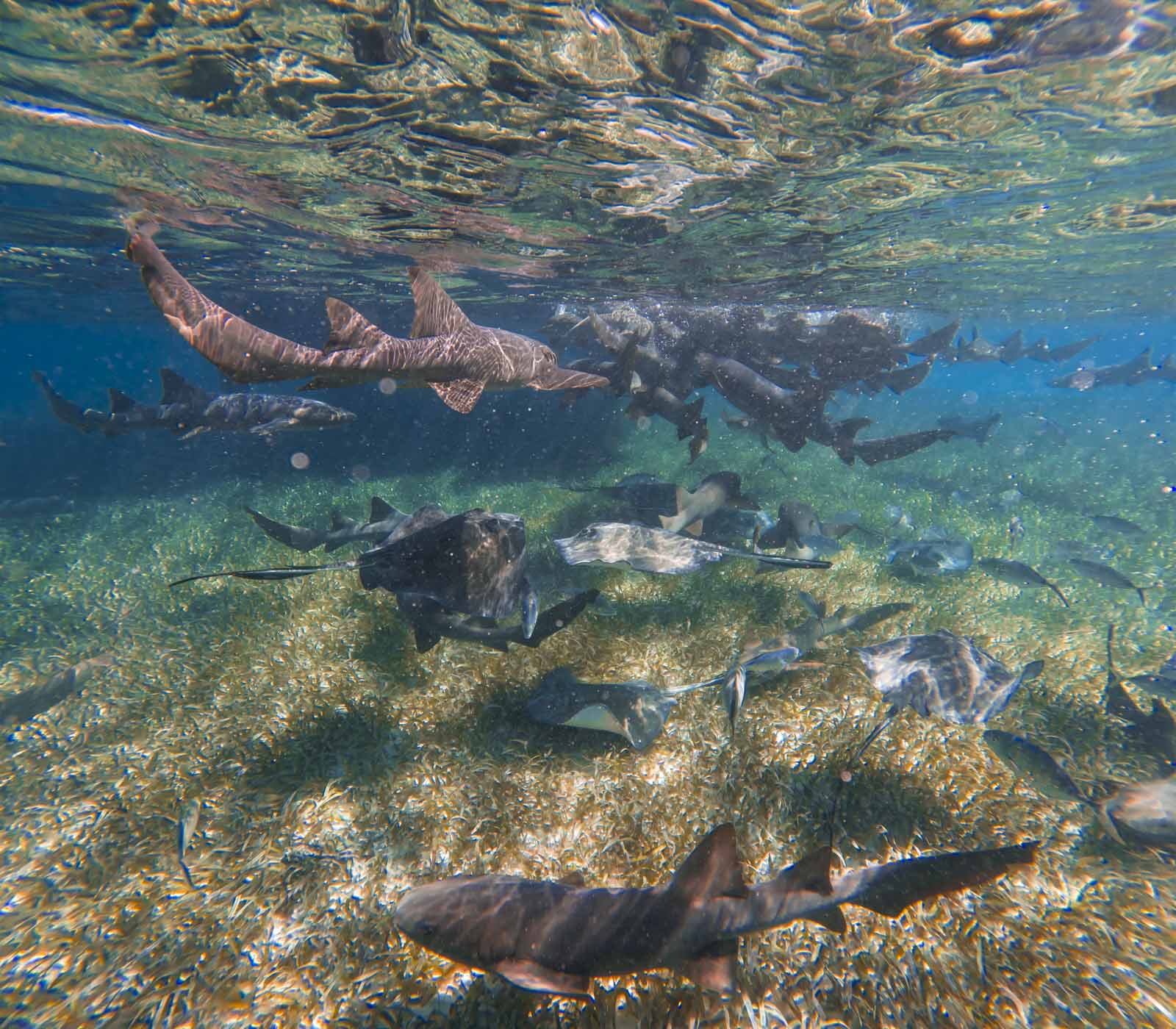 Itinerary for Belize Shark Ray Alley