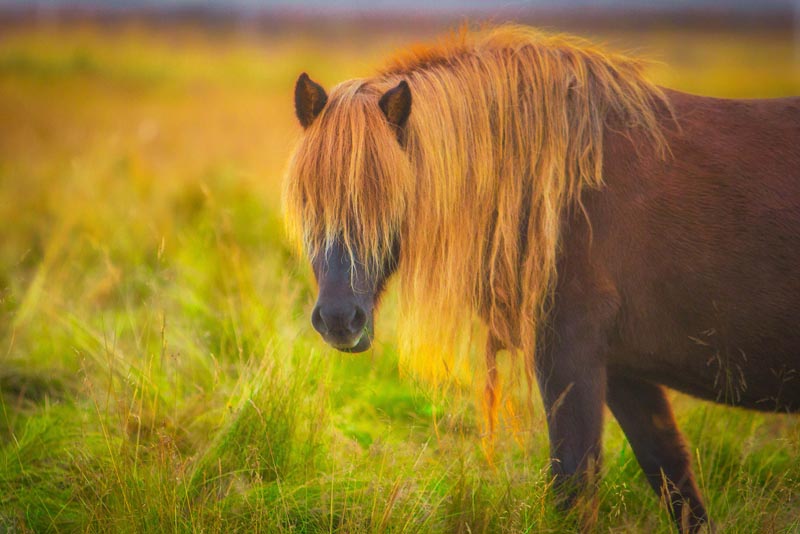 iceland images horses