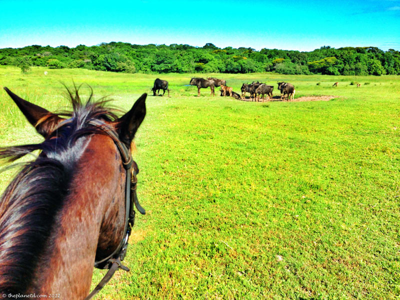 isimangaliso horse