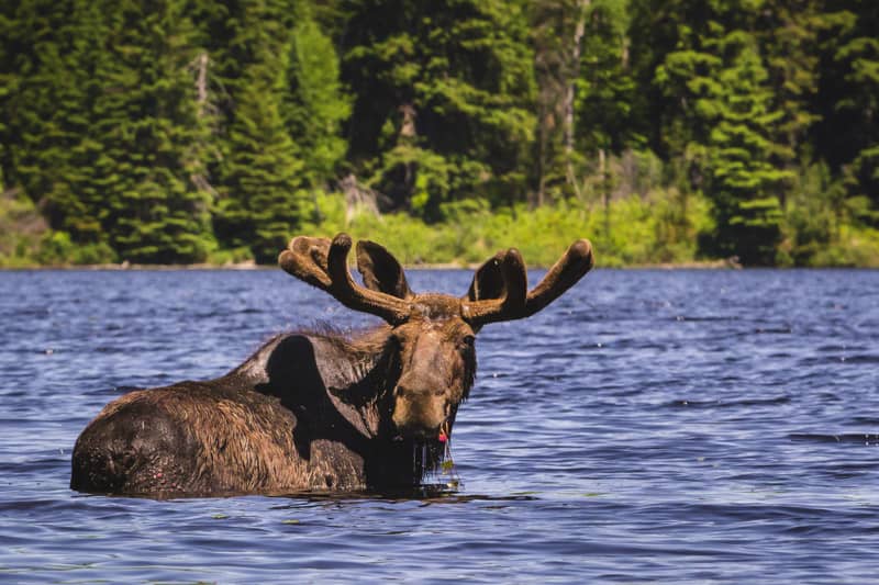 Mus places to visit in Ontario Algonquin Park