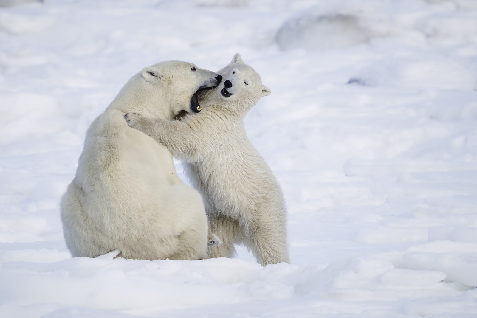 Polar Bear Tours Churchill Manitoba