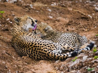 Walk with Cheetahs – Bushmen Conservation in Africa