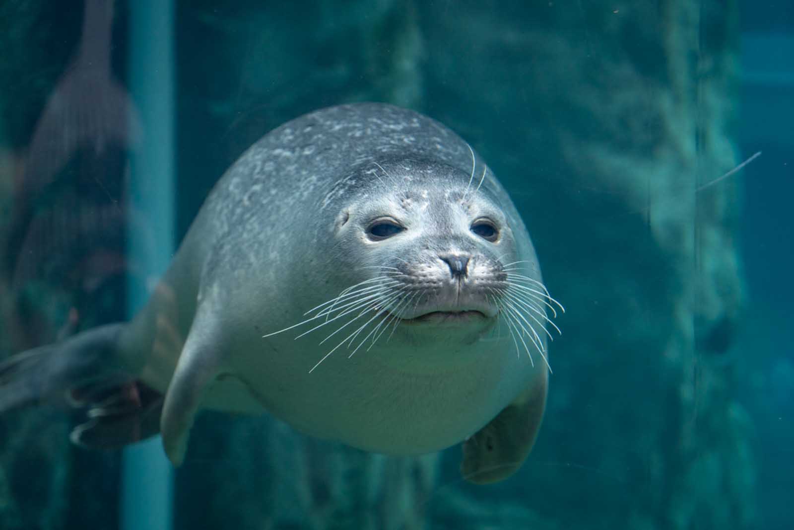 things to do in winnipeg underwater tunnel