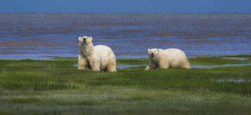 walking with polar bears feature